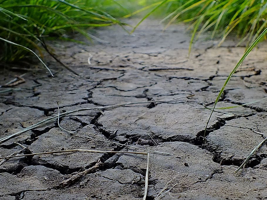 selective, focus photography, dried, soil, path, grass, green, earth, the earth's atmosphere, leaves