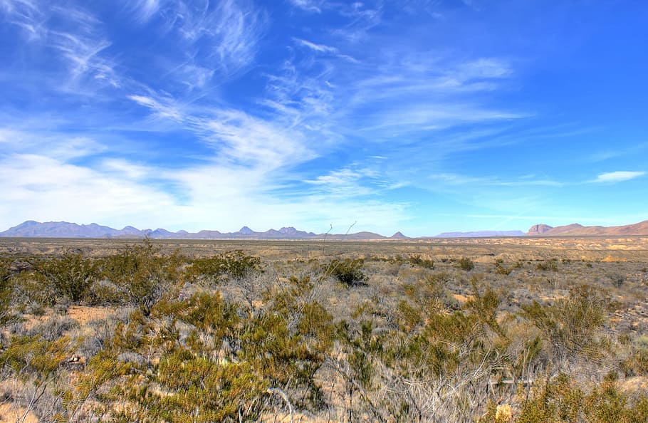 green, grass, field, blue, sky, daytime, Big Bend National Park, Texas, Usa, desert