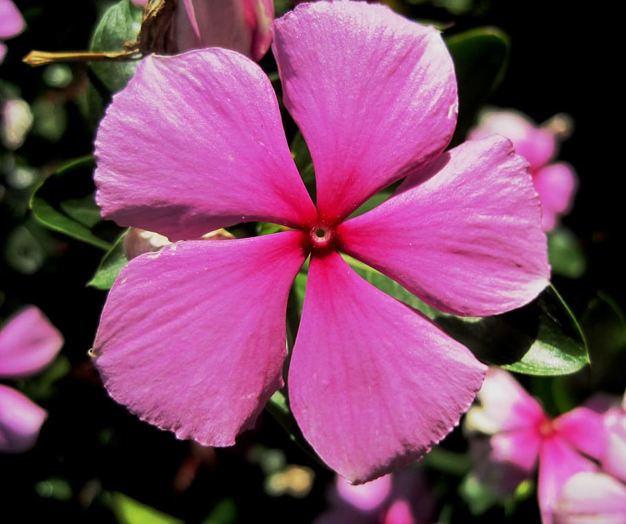periwinkle, pink, 5 kelopak, sederhana, cantik, tanaman yang menyengat, bunga, tanaman berbunga, warna merah muda, daun bunga