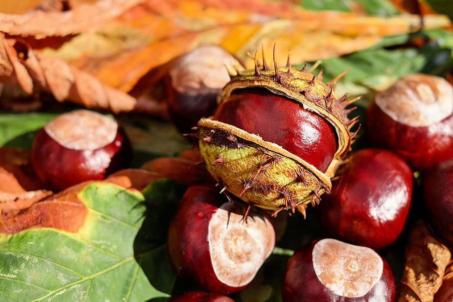 pile, red, fruit, chestnut, buckeye, open, shiny, autumn, food and drink, food