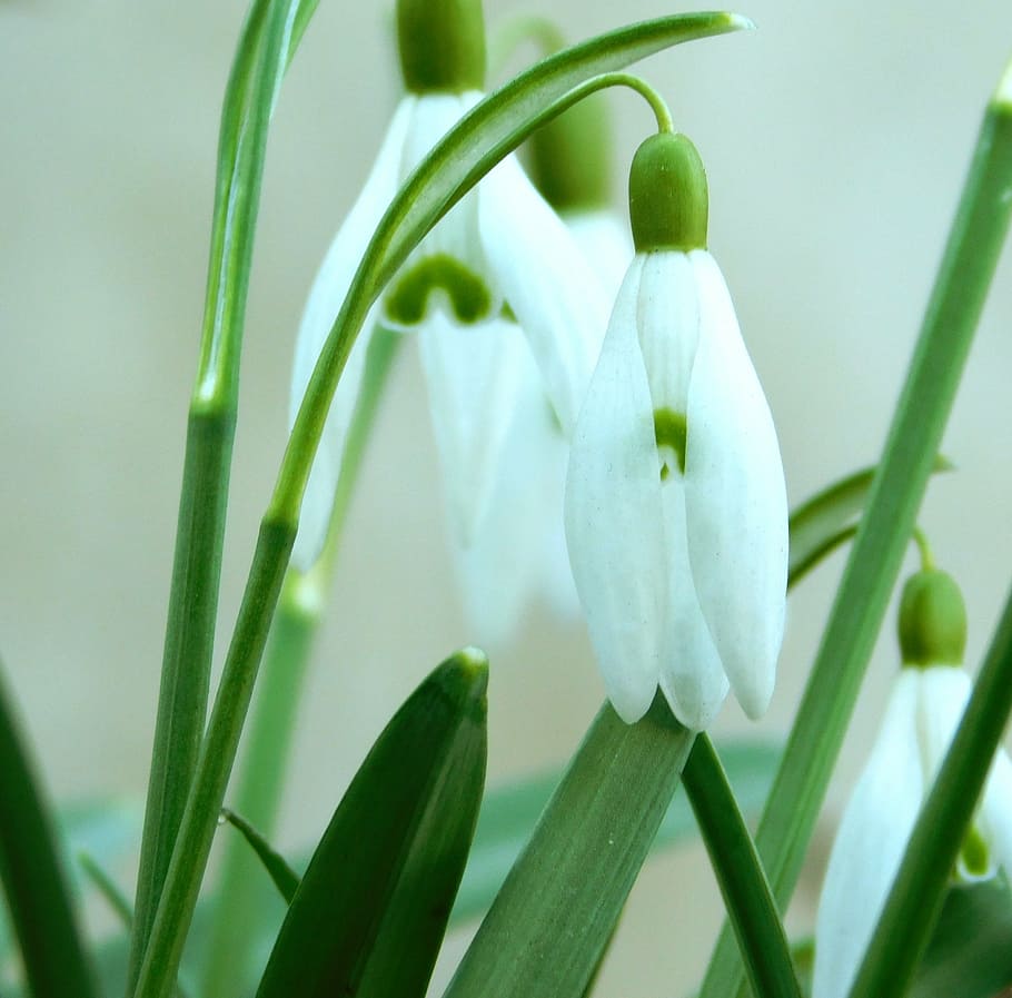 snowdrop, spring flowers, spring, end of winter, flowers, white flowers, common snowdrop, small flower, galanthus nivalis, amaryllidaceae