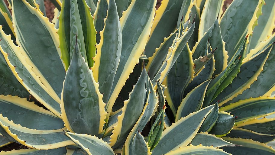 Aloe Vera, Fuerteventura, Plant, aloe, growth, agriculture, nature, outdoors, day, succulent plant