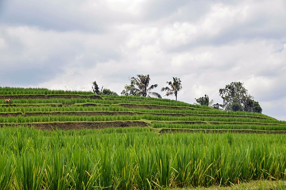 bali, indonésia, viagem, terraços de arroz, panorama, paisagem, agricultura, património mundial da unesco, planta, terra