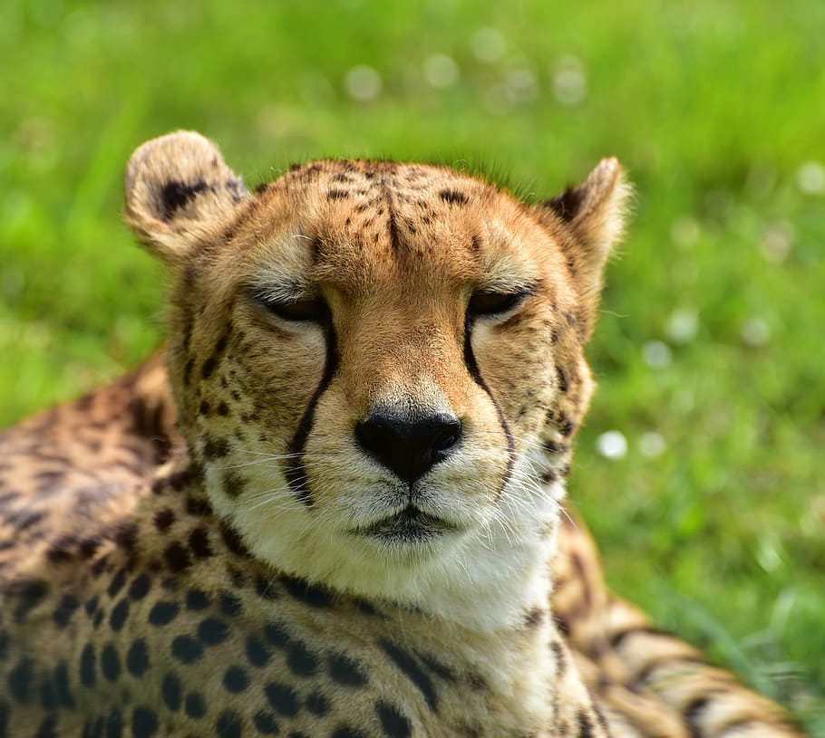 cheetah, cat, nature, animal world, animal, wild, wild animal, safari, africa, fast