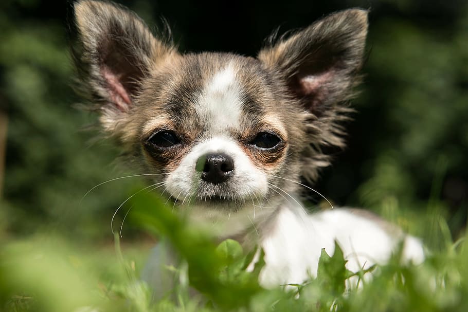 brindle, white, chihuahua puppy, green, grass field, chihuahua, dog, puppy, baby, play