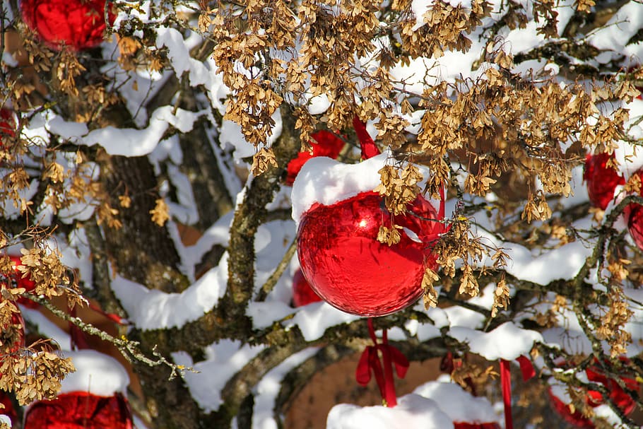 winter, balls, red, snow, white, construction pole, branch, nature, leaves, frost