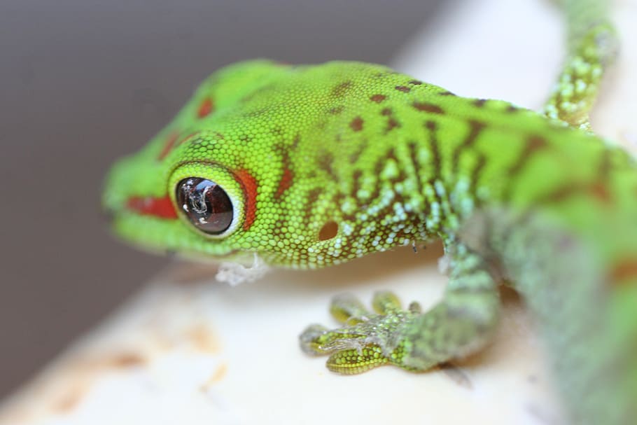 gecko baby, gecko, lizard, reptile, animal, animal world, nature, green, australia, salamander