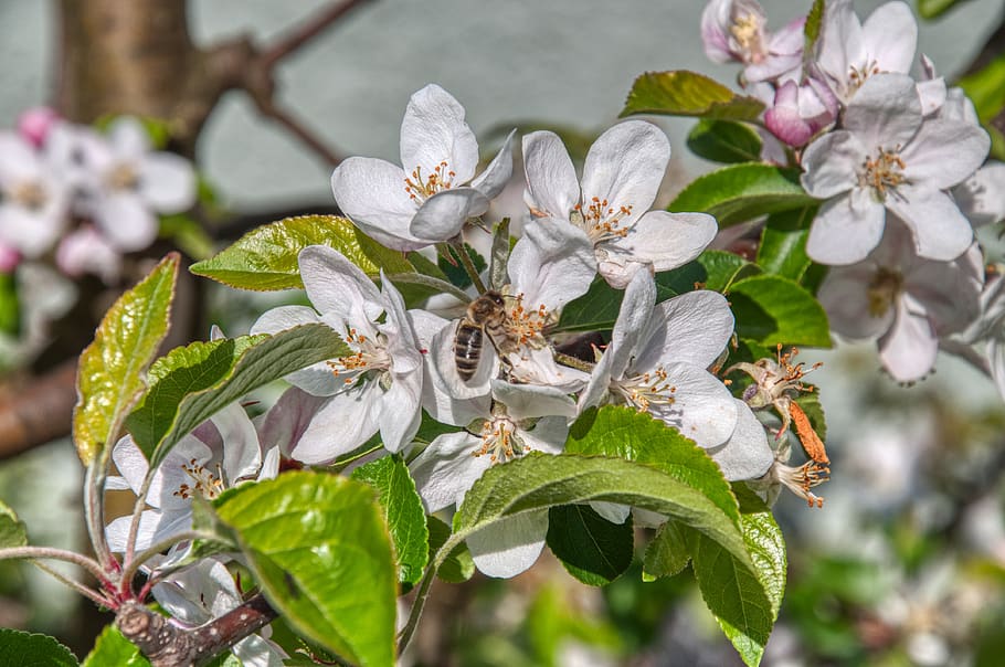 apple blossom, apple tree, bee, pollination, branch, flower, flowering plant, plant, beauty in nature, growth