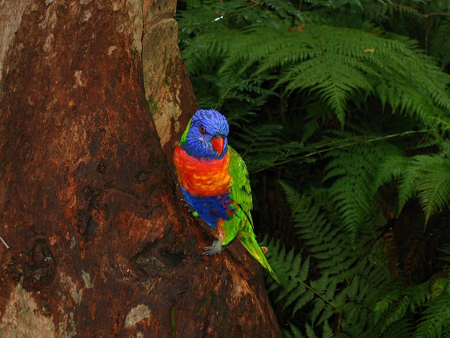 azul, laranja, pássaro empoleirado, árvore, Lorikeet, Austrália, Pássaro, Colorido, floresta tropical, papagaio