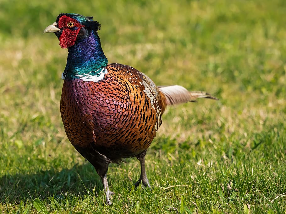 Pheasant, Bird, Plumage, Colorful, species, feather, males, hahn, poultry, animal
