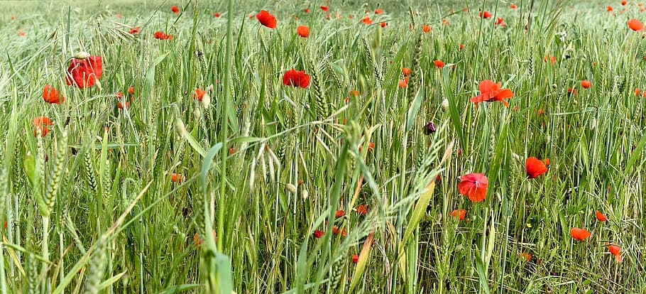 champ, blé, wheat, poppies, Mohn, flower, field, daytime, plant, growth