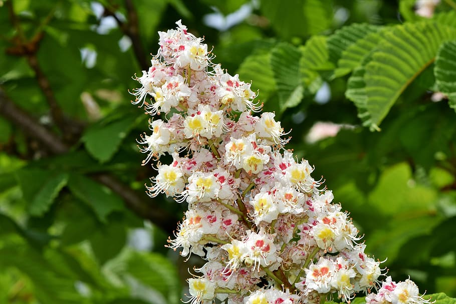 white, orange, pink, flower, chestnut blossom, chestnut, inflorescence, buckeye, chestnut leaves, chestnut tree