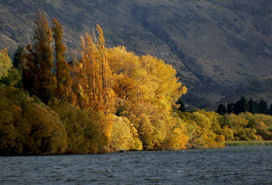 Lake Hayes, Otago, NZ, cuerpo de agua, rodeado, alto, árboles, observación, montaña, durante el día