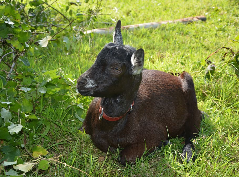 goat alpine elongated, rest, brown, fresh, pretty, nature, herbivore, domestic animal, mammal, animal