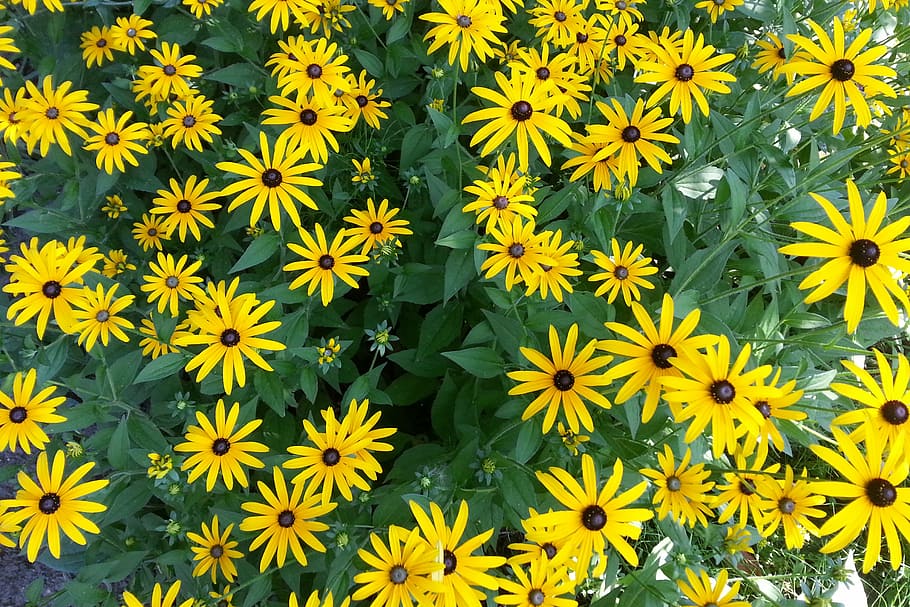 花, 黄色, 自然, 黄色の花, 春, 開花植物, 脆弱性, 植物, 成長, もろさ