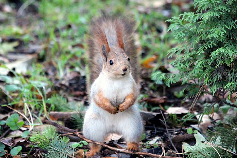 white, brown, squirrel, red squirrel, rodent, curious, animal, view, views, wildlife
