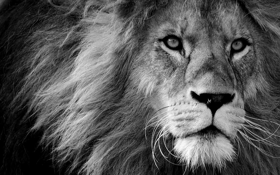fotografia de leão, leão, predador, preto e branco, perigoso, crina, gato, macho, jardim zoológico, animal selvagem