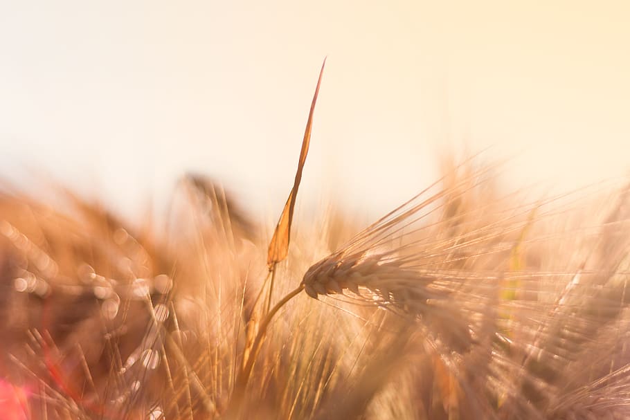 brown wheat, Barley, Back Light, Evening Sun, Cereals, nature, spike, powerful, healthy, warm