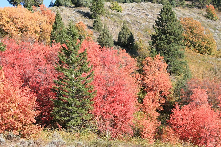 outono, montana, eua, natureza, árvore, plantar, crescimento, beleza natural, mudança, tranquilidade