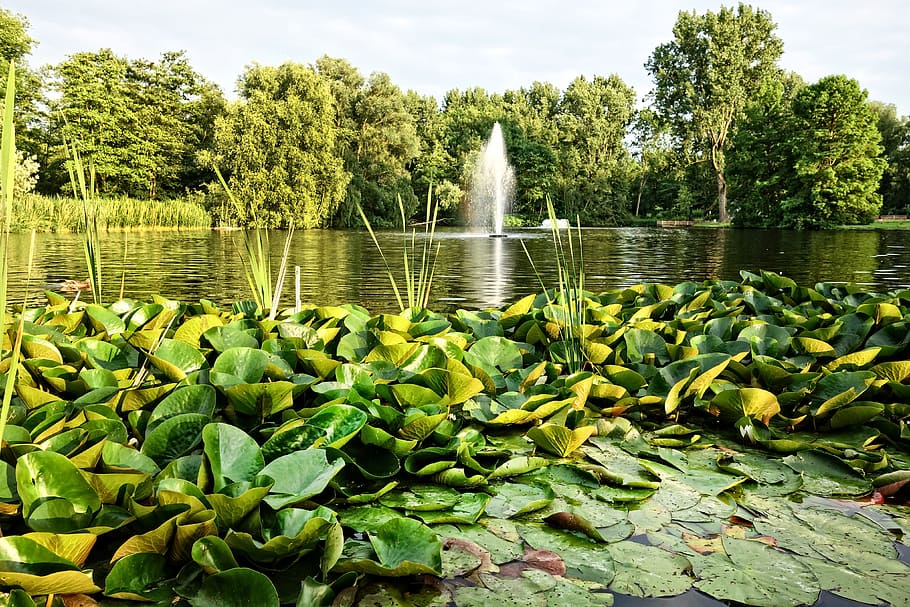 fountain, pond, waterlilies, park, design, landscape, scenic, tranquil, beautiful, garden architecture