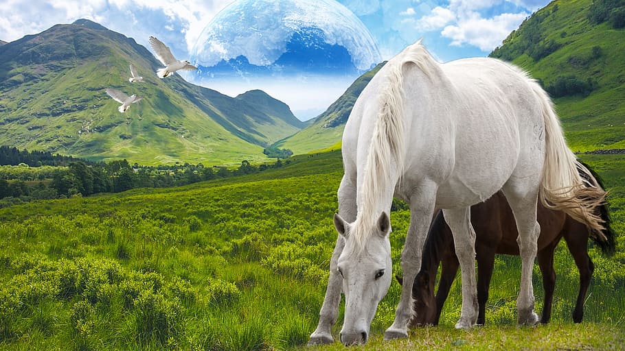two, white, brown, horses, eating, grass, graphic, wallpaper, horse, stallion