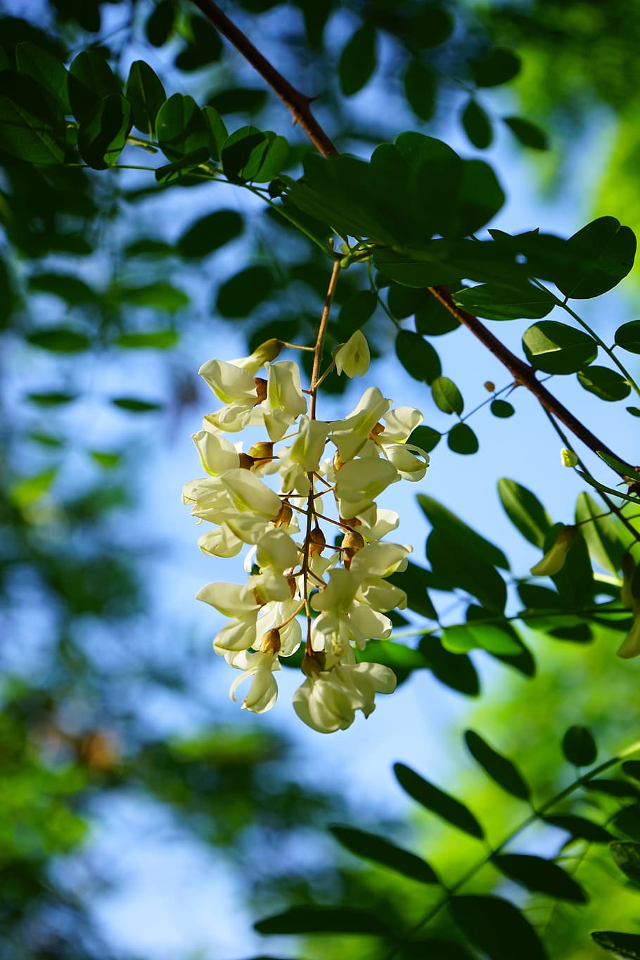 flowers, inflorescence, white, common maple, robinia, tree, robinia pseudoacacia, false acacia, silver rain, ornamental plant