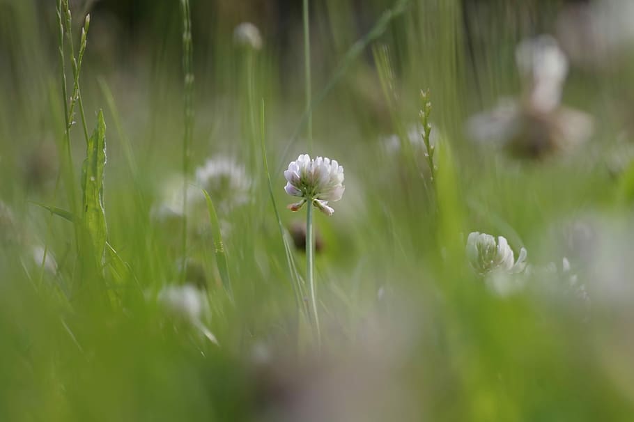 Meadow, Nature, Flower, Clover, green, white, the delicacy, macro, plant, the stem