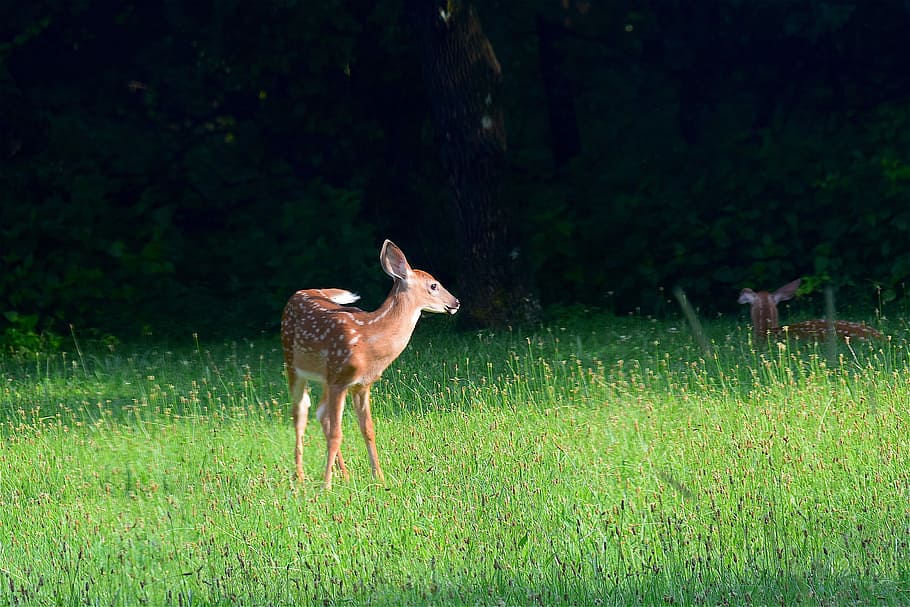 brown, deer, standing, green, Fawn, Grass, Wildlife, looking, summer, animal