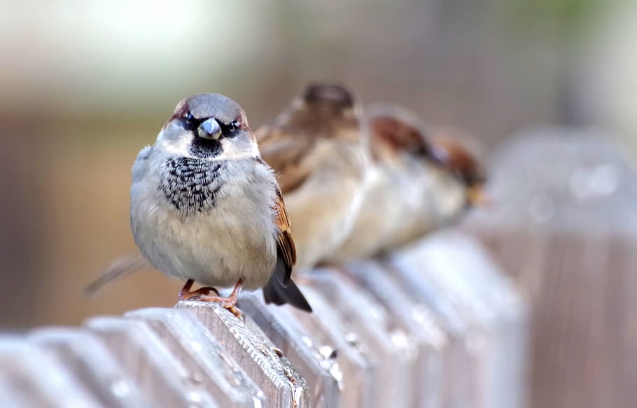 sparrows, fence, bird, sit, house sparrow, birds, animal wildlife, vertebrate, animals in the wild, selective focus