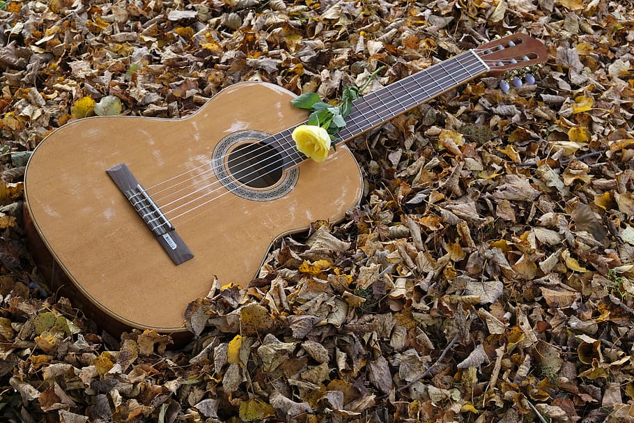 guitar, instrument, musical instrument, stringed instrument, acoustic guitar, rose, flower, blossom, bloom, yellow