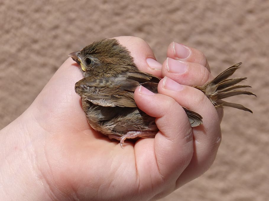 burung gereja, cewek, tangan, perlindungan, burung, berkembang biak, lindungi, tangan manusia, memegang, hewan muda
