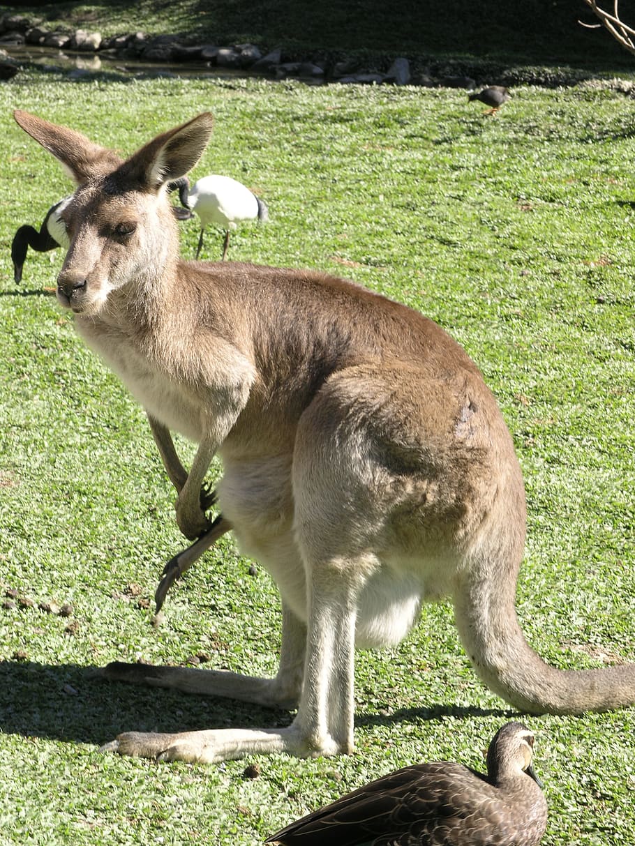 Kanguru, Australia, Marsupial, Brown, mamalia, alam, liar, aussie, asli, imut