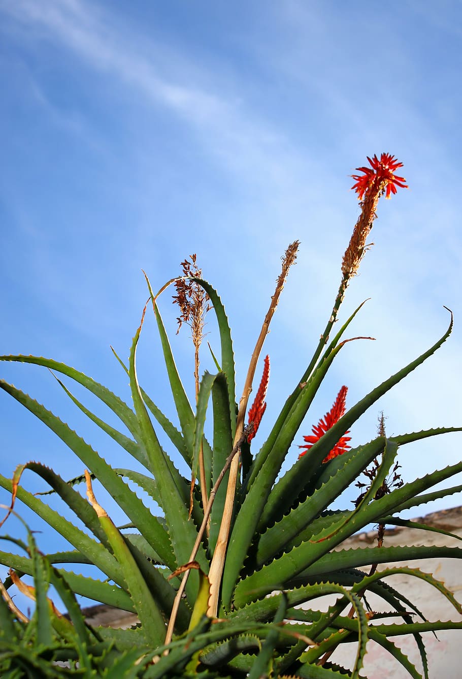aloe, vera, plant, sky, nature, flower, growth, beauty in nature, day, close-up