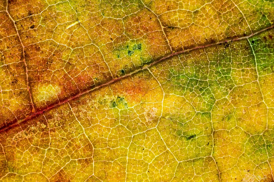 orange, green, yellow, leaf, fall, autumn, backgrounds, close-up, full frame, nature
