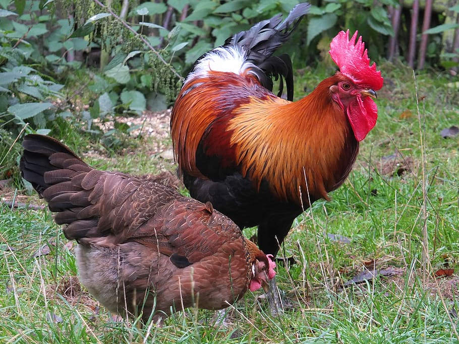 Hen, Cock, Poultry, Domestic Fowl, the hen, chicken - bird, livestock, bird, domestic animals, rooster