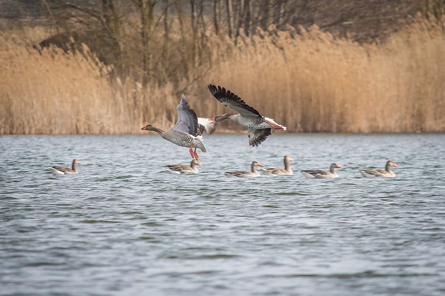 Geese, Greylag Goose, Goose, Lake, Creature, lake, goose, bird, poultry, nature, wild goose