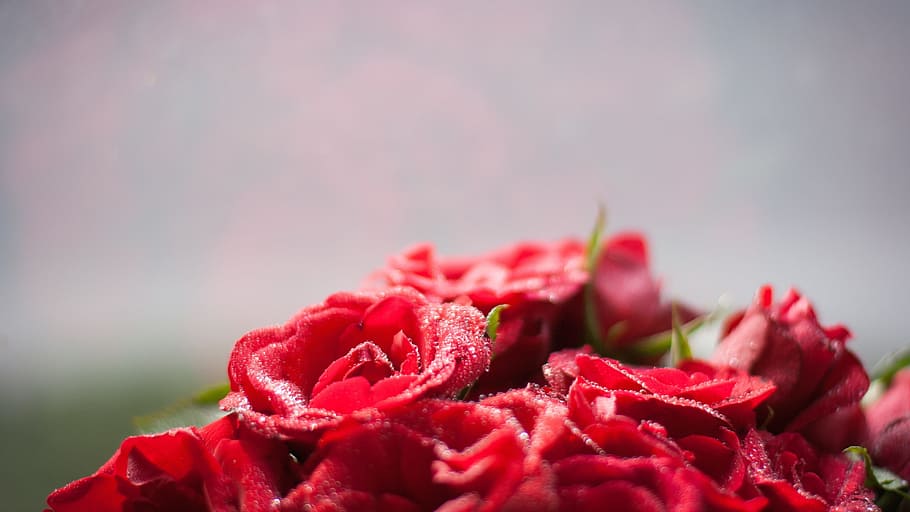 flores rojas, rosas florecientes, rosa roja, amor, fiesta, luna de miel,  matrimonio nocturno, conjunto, mesa de comedor, flores | Pxfuel