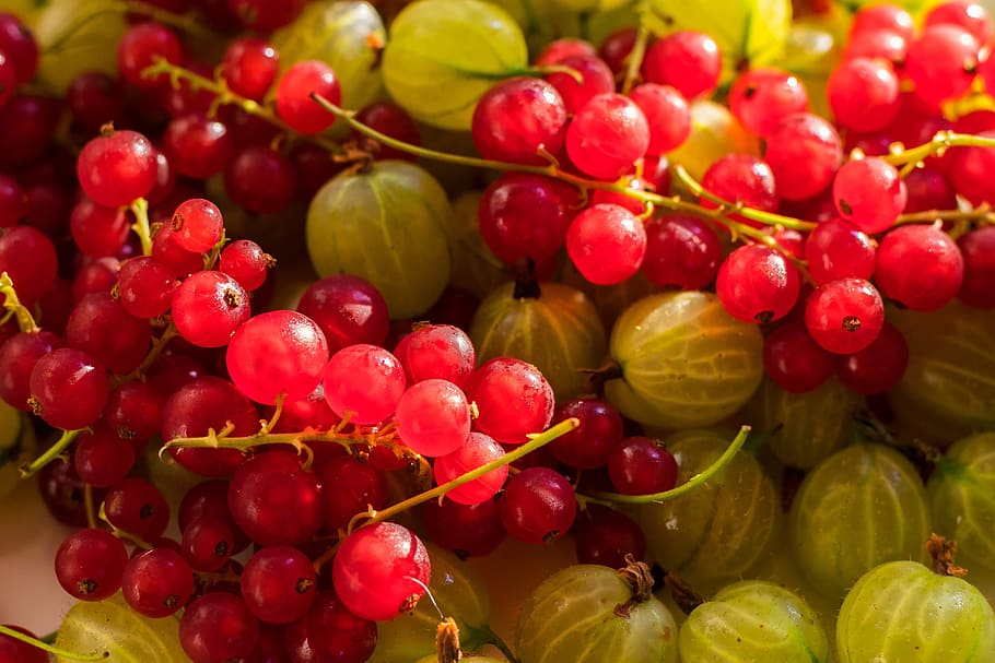 Montón de uvas, frutas, bayas, vitaminas, grosellas, naturaleza, alimentos, bodegones, bayas rojas, saludable