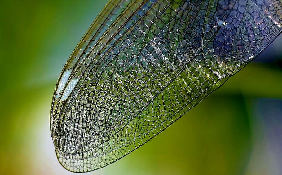 dragonfly wing, self-focus photography, nature, close, insect, wing, texture, close-up, focus on foreground, animal wing