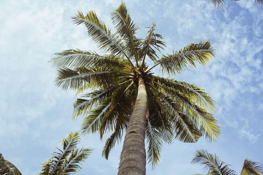palmeiras, azul, céu, nuvens, sol, verão, férias, viagem, natureza, palmeira
