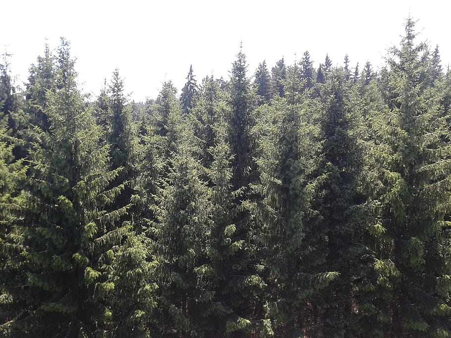 Снять хвойный. Пихтовый зеленый цвет. Coniferous Forest. Sunny Day. Фото хвойный лес панорама как у Федорова.