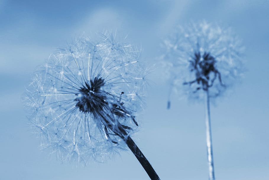 two of the dandelion, summer, flowering, plant, nature, winter, cold temperature, blue, dandelion, close-up