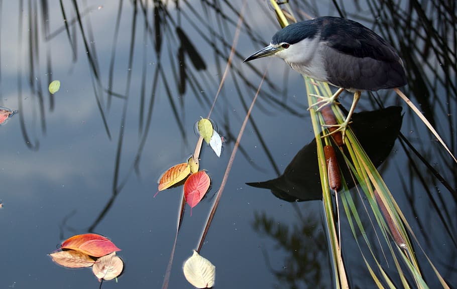 black-crowned, night heron, water, daytime, migratory birds, hunt, reed, the leaves, nature, new