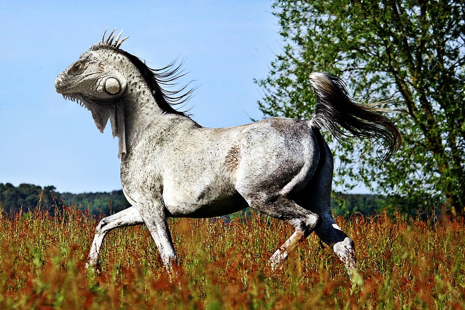 編集, 写真, 白, 馬の体, カメレオンの頭, 馬, トカゲ, Photoshop, pfechse, photoshop-animal