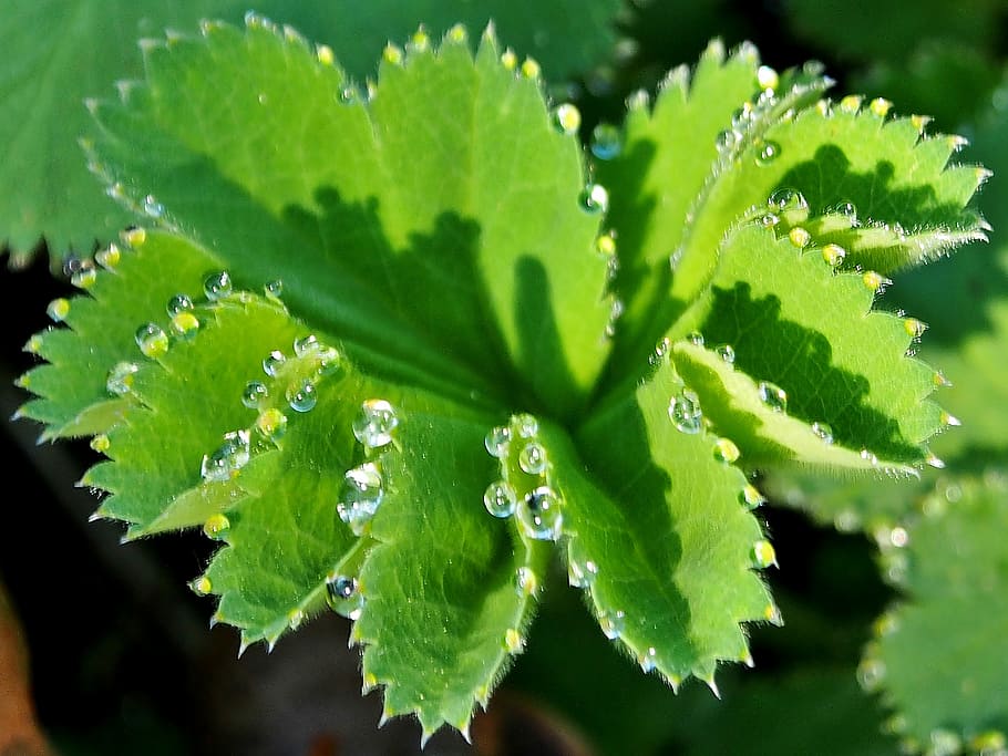 leaf, plant, nature, medical, natural remedies, frauenmantel, spring, drip, drop of water, plant part