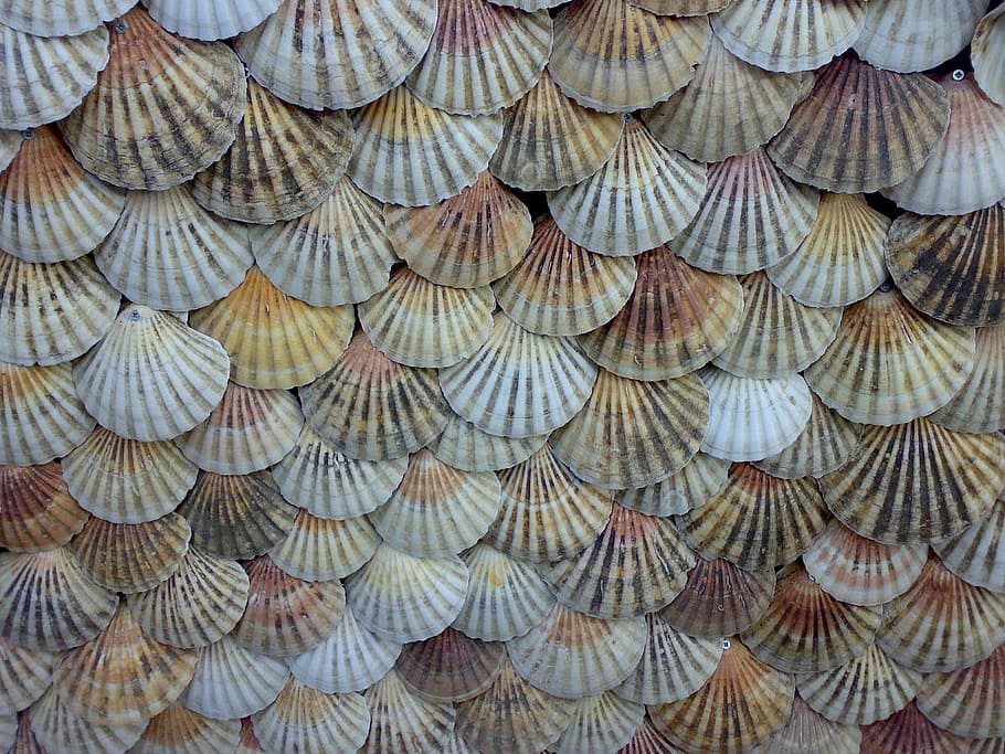 sea shell decor lot, shells, scallops, background, shellfish, seashell, sea, backgrounds, pattern, roof