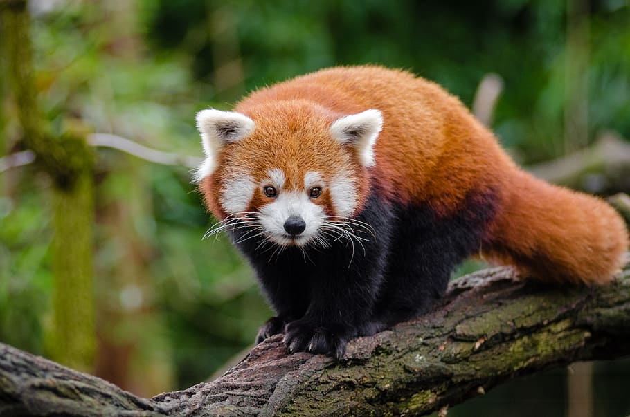 Panda Merah, selektif, fokus, foto, panda, hinggap, cabang, pohon, satu hewan, hewan margasatwa