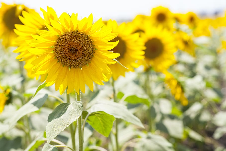 yellow sunflower field, yellow, sunflower, field, beautiful, macro, nature, spring flowers, garden, flowers