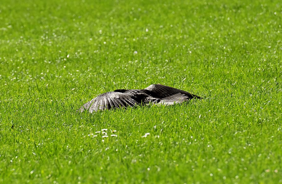 crow, sun, rest, wing, spread, raven bird, raven, black, nature, bill