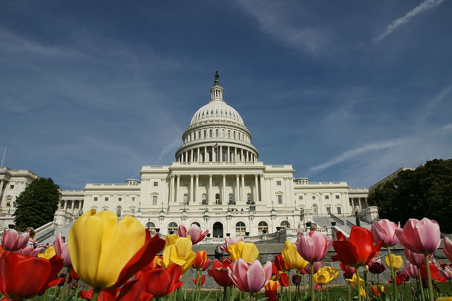 the white house, washington, tulips, dome, building exterior, plant, sky, architecture, built structure, government